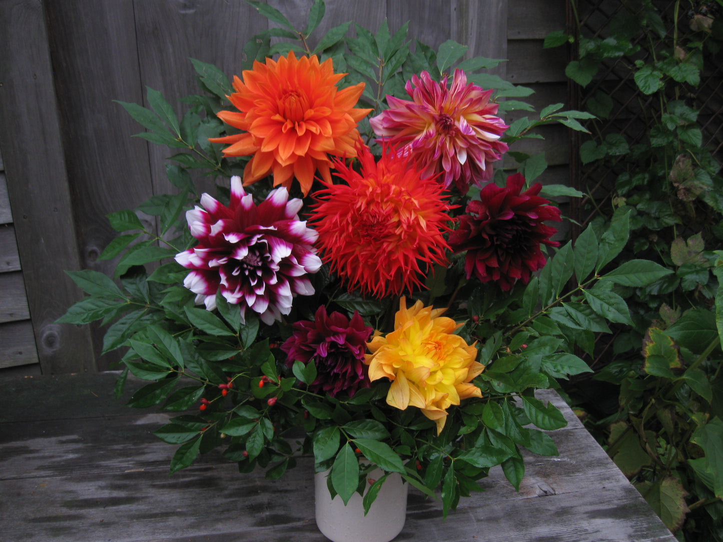 5 dahlia cut flower bouquet - vendor's choice color - unless specified
