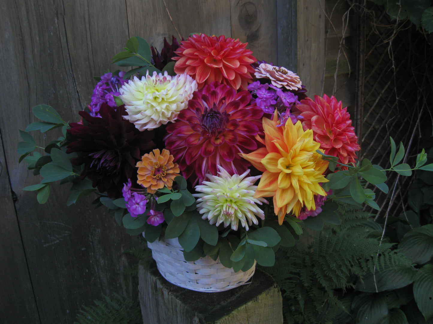 5 dahlia cut flower bouquet - vendor's choice color - unless specified