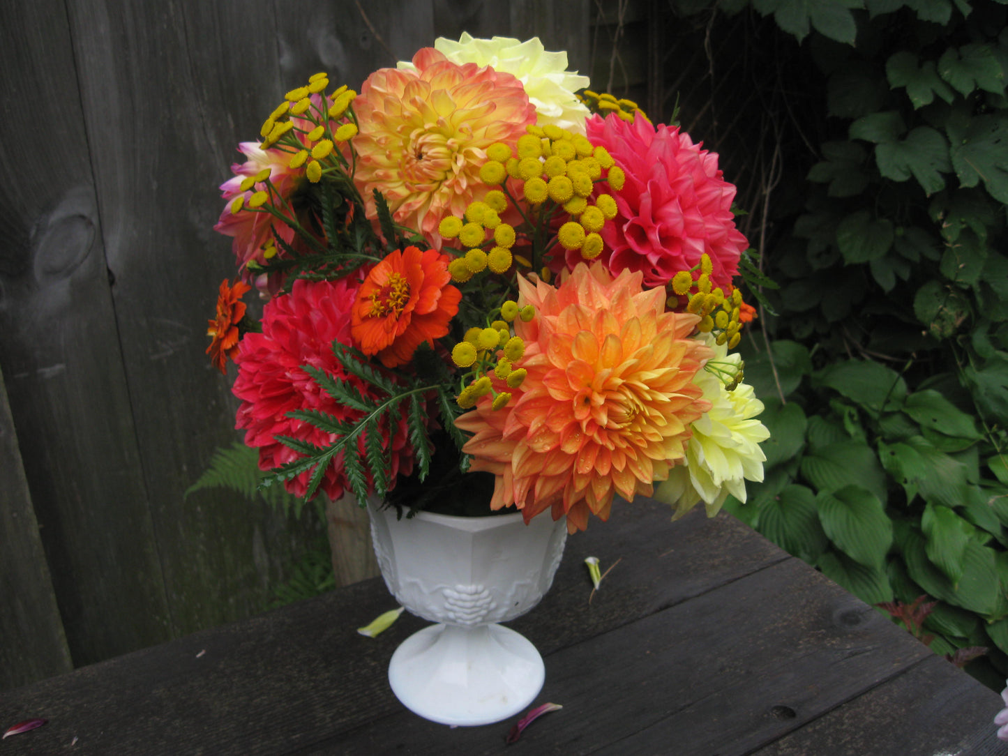 5 dahlia cut flower bouquet - vendor's choice color - unless specified