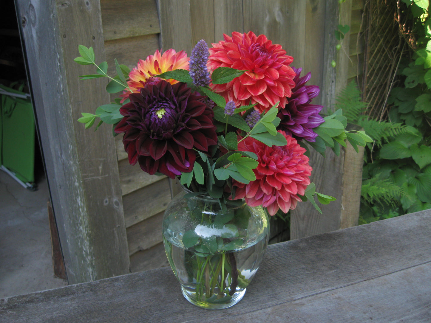 5 dahlia cut flower bouquet - vendor's choice color - unless specified