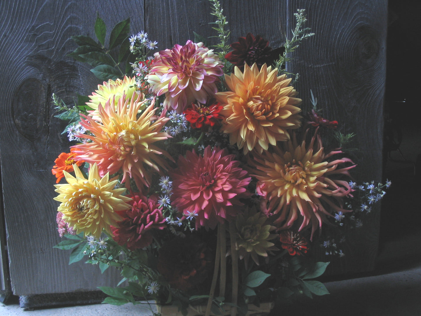 5 dahlia cut flower bouquet - vendor's choice color - unless specified