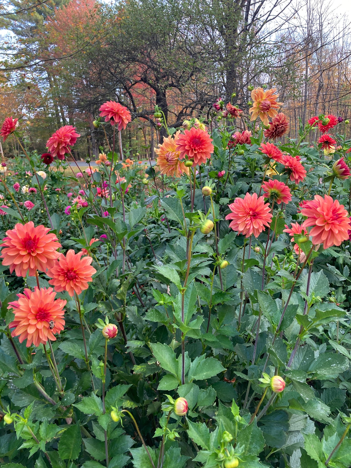 Bloomquist Footloose - BQFT