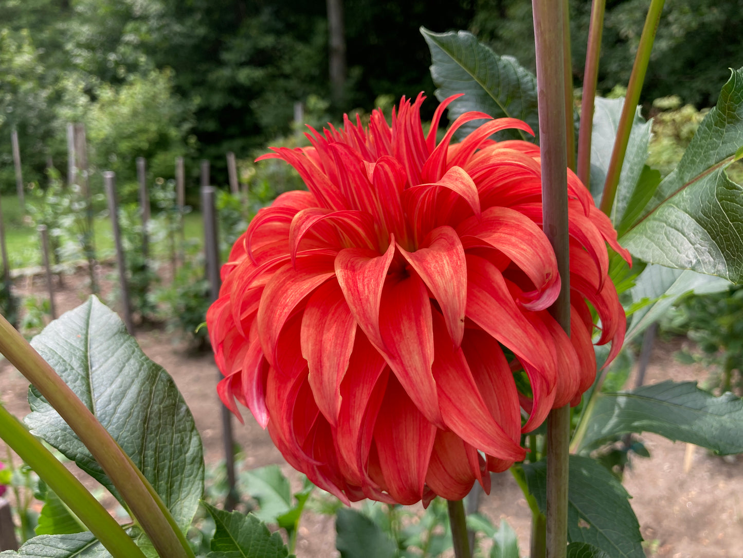 Bloomquist Jean - BQJN