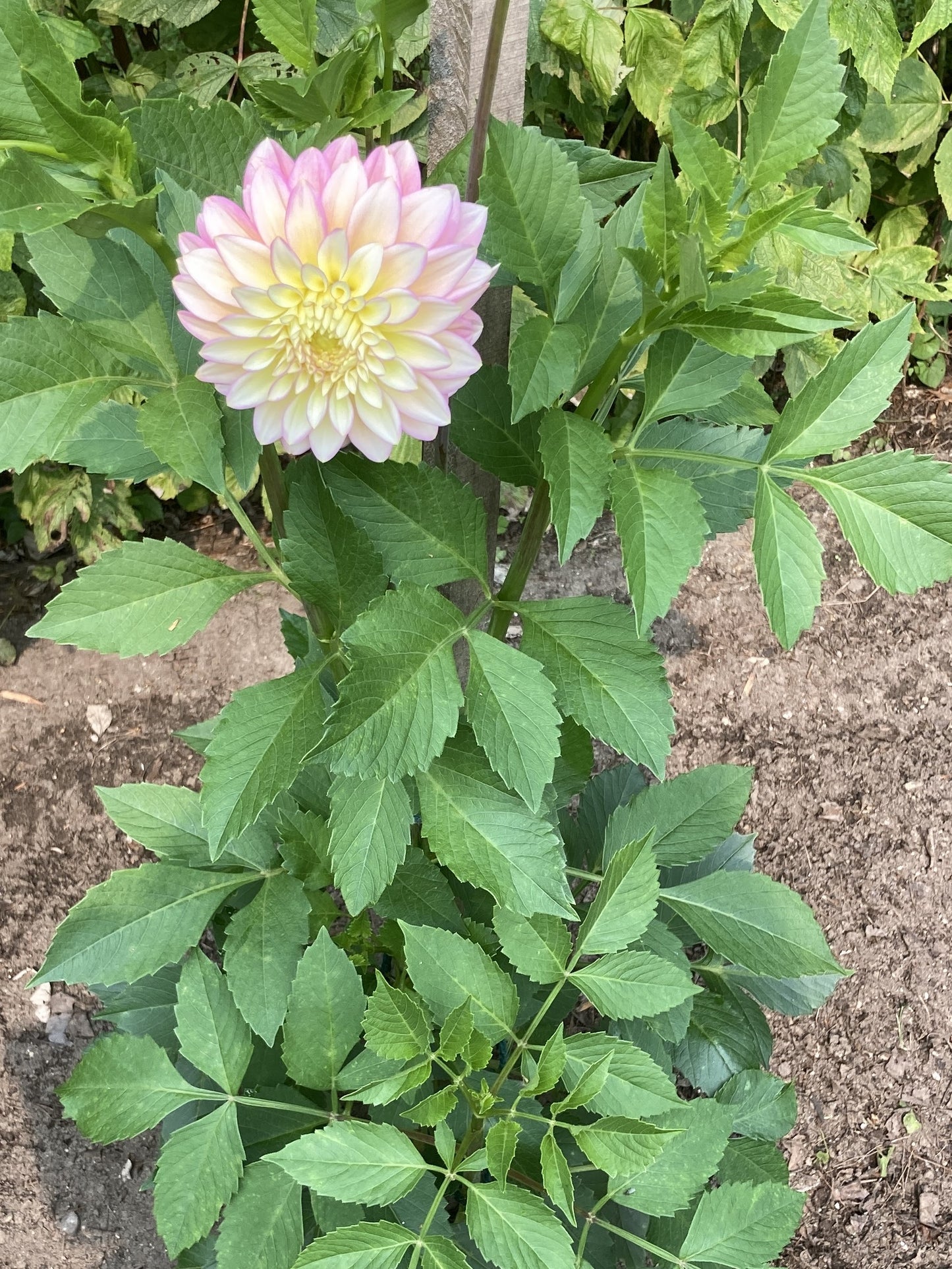 Bloomquist Blush - BQB