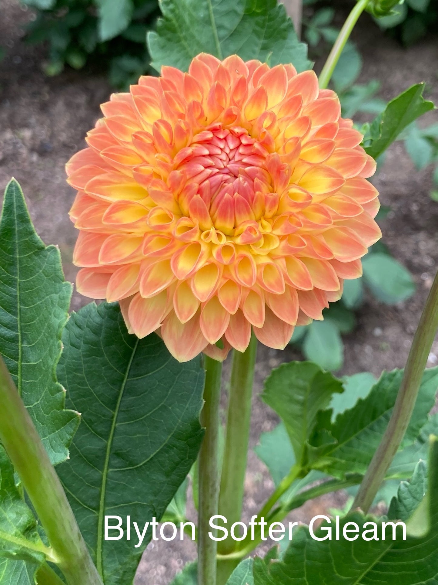 Blyton's Softer Gleam - BLYSG