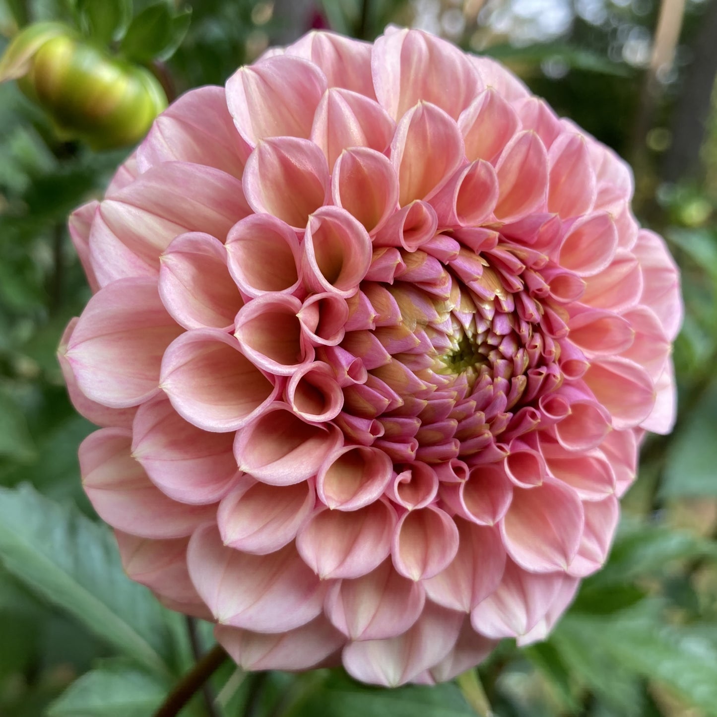 Bracken Rose - BRKR