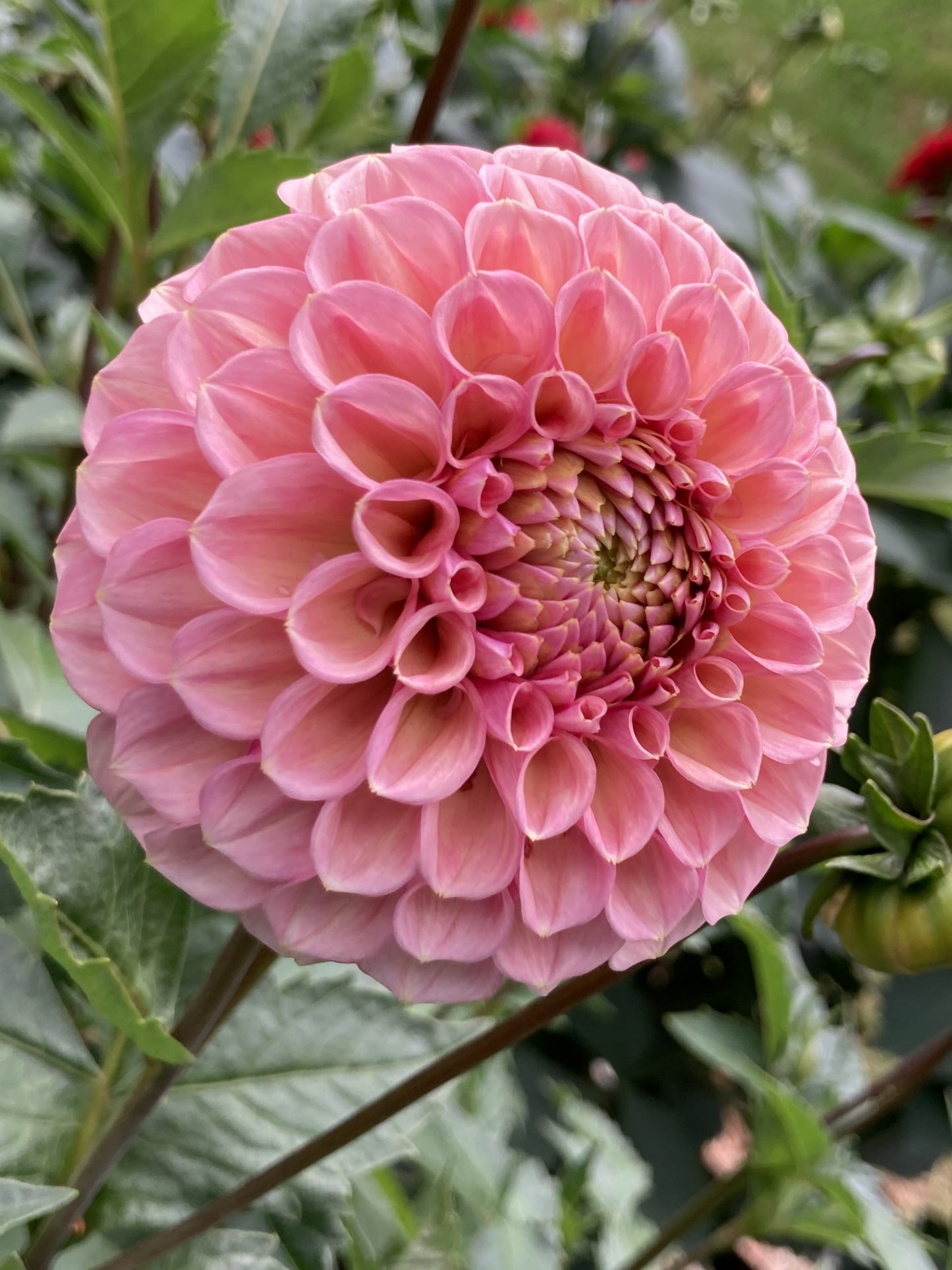 Bracken Rose - BRKR