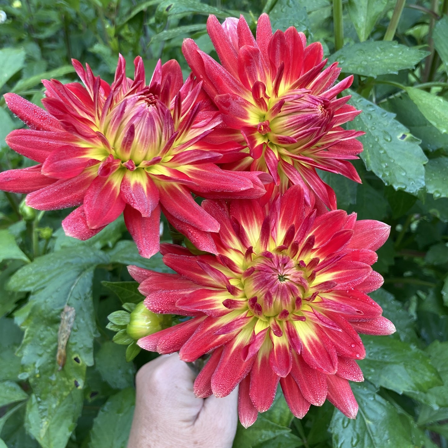 Brandon James dahlia tuber - BJ