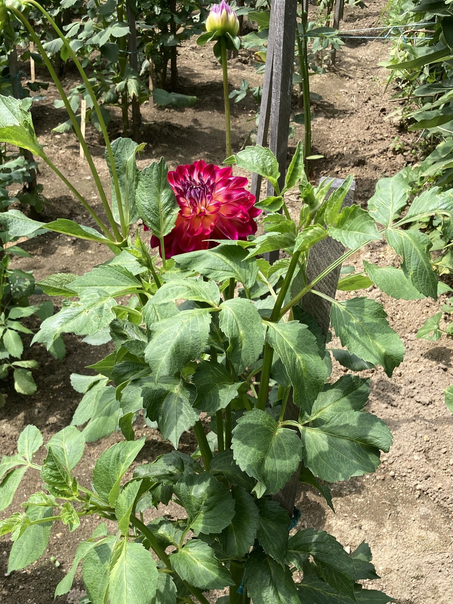 Brittaney Rey dahlia tuber - BR