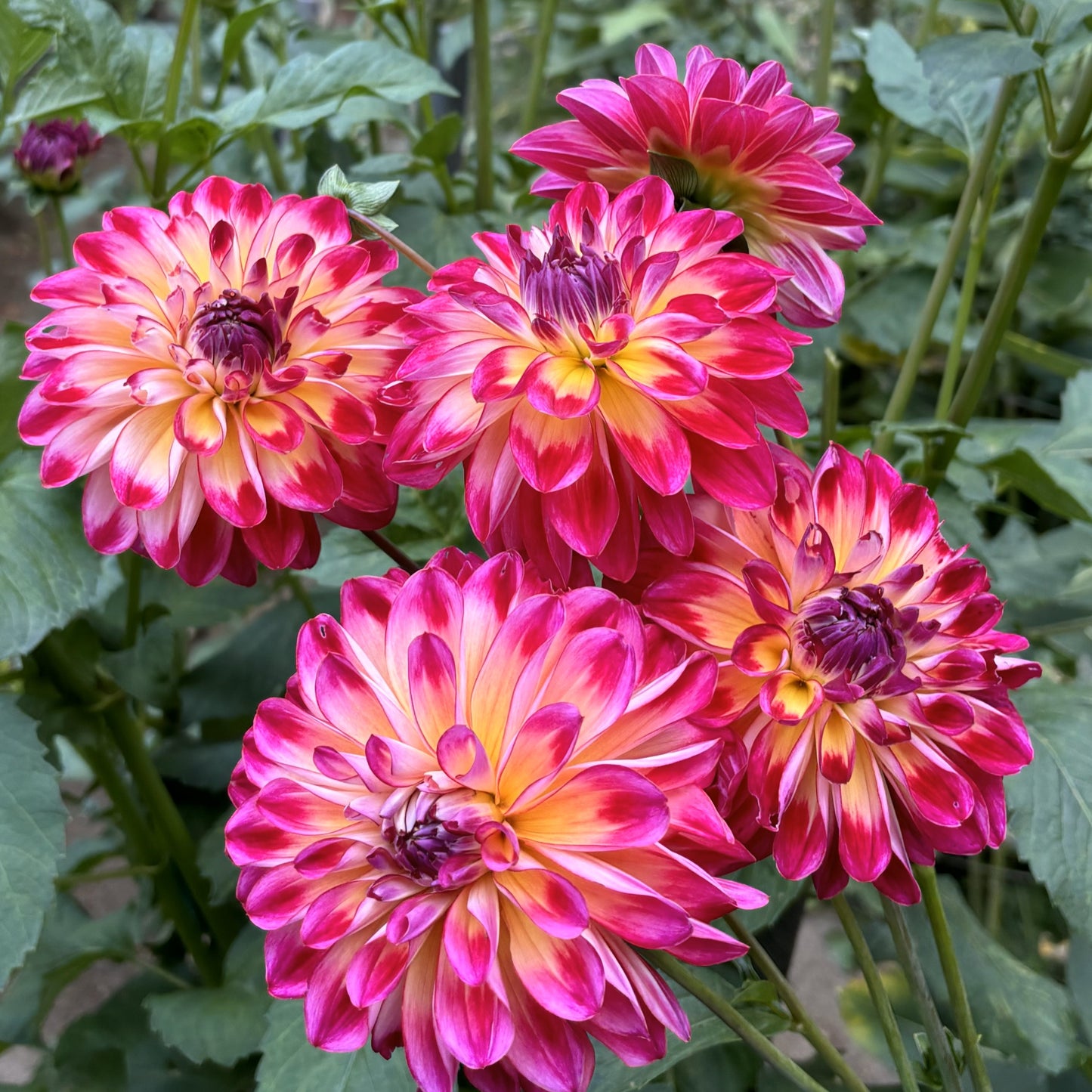 Brittaney Rey dahlia tuber - BR