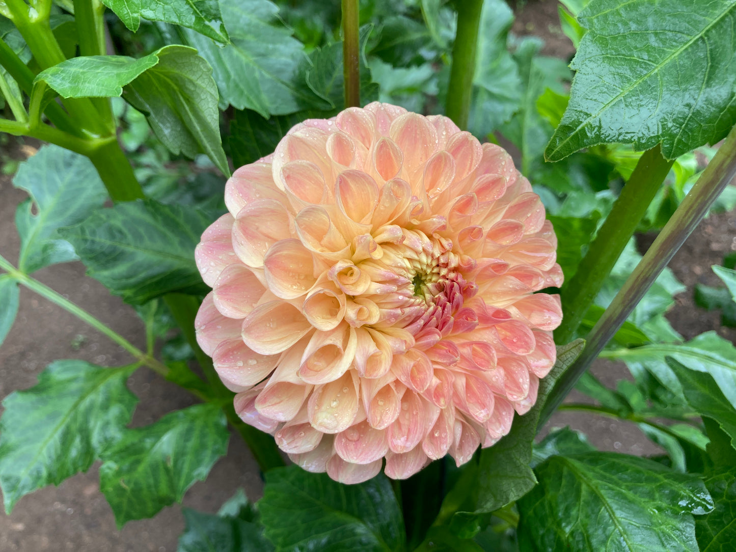 Clearview Peachy - CVP