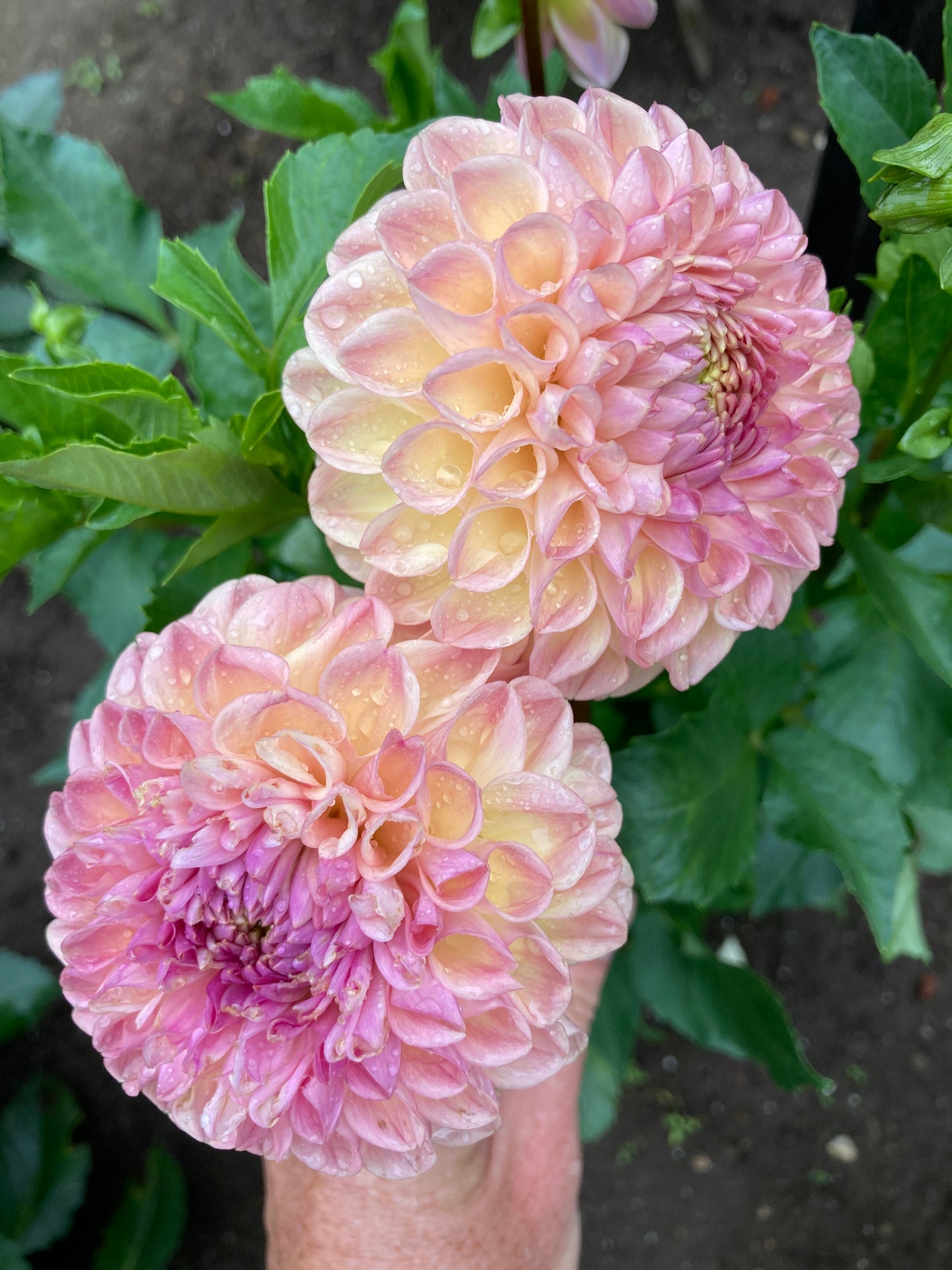Clearview Peachy - CVP
