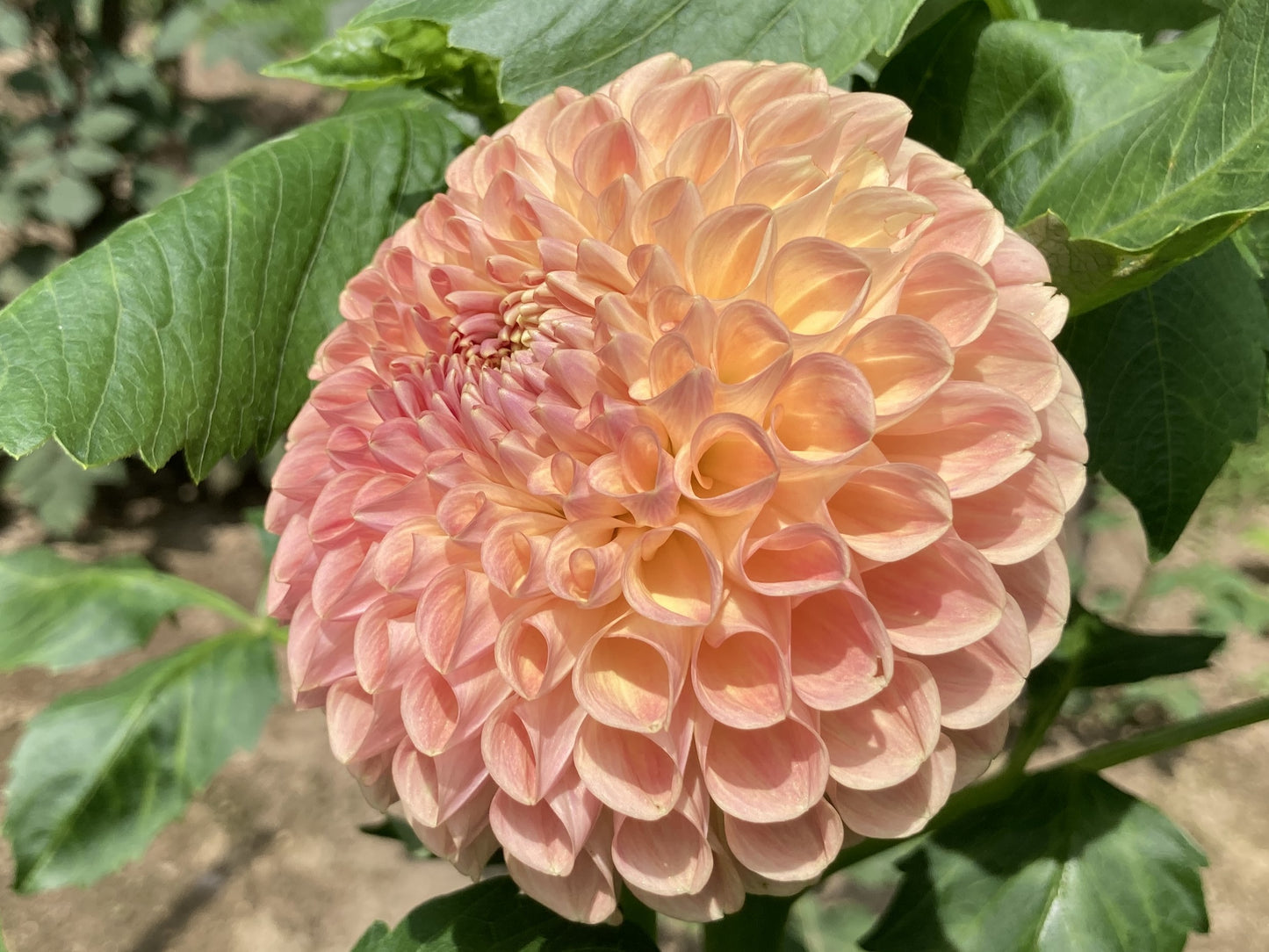 Clearview Peachy - CVP