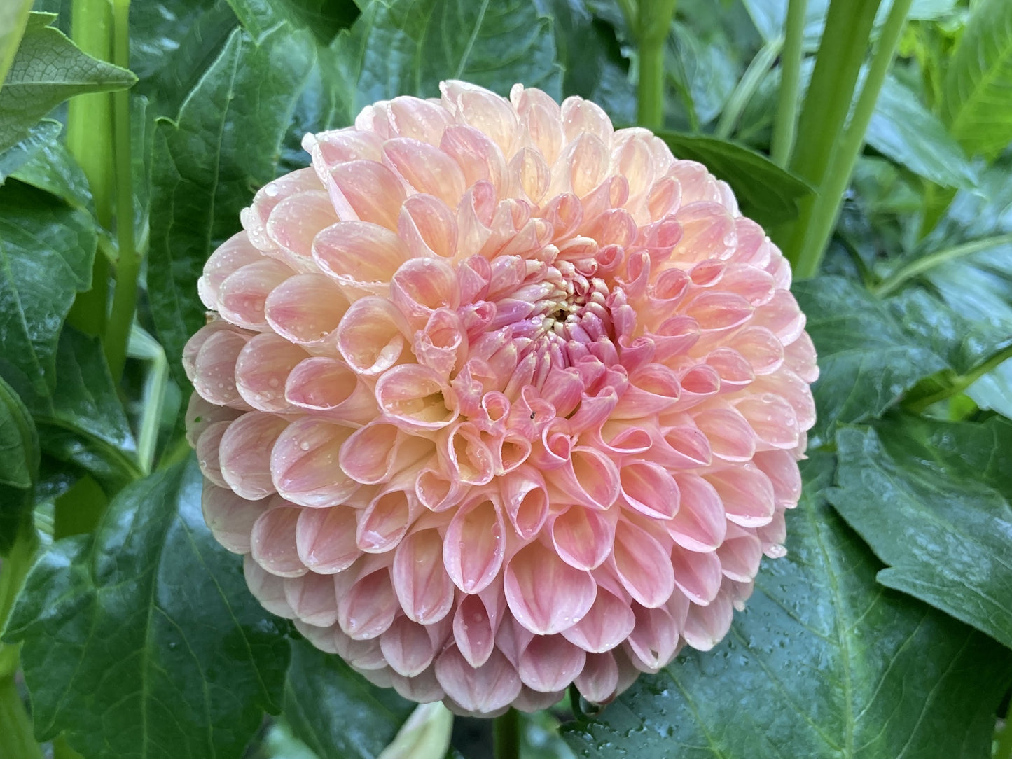 Clearview Peachy - CVP