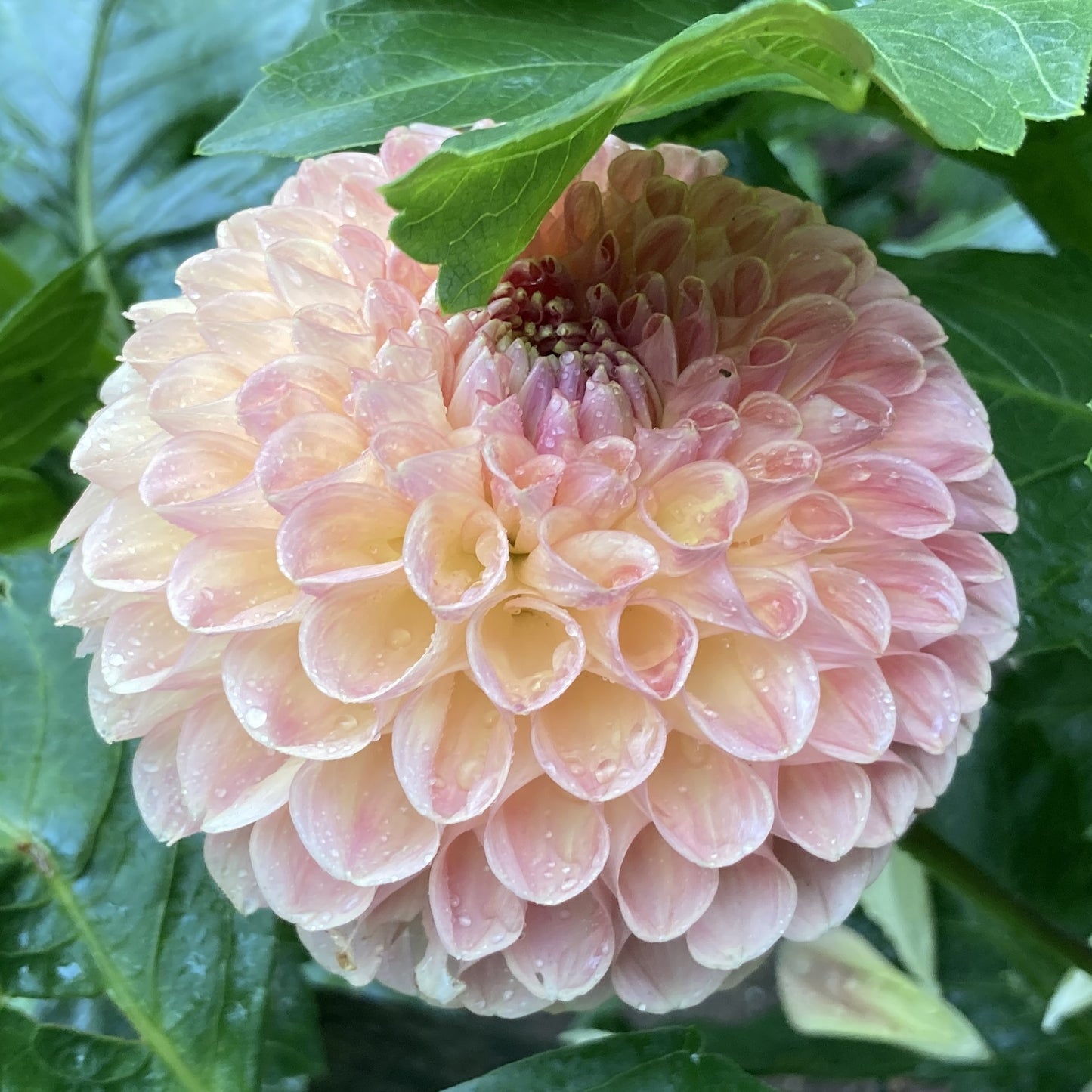 Clearview Peachy - CVP