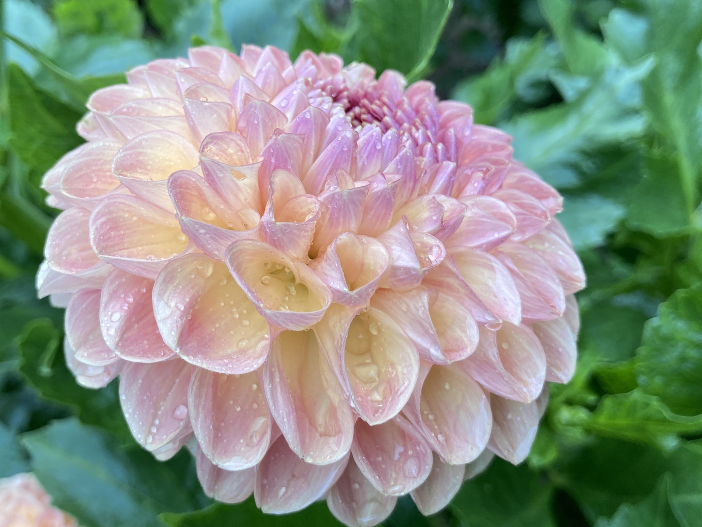 Clearview Peachy - CVP