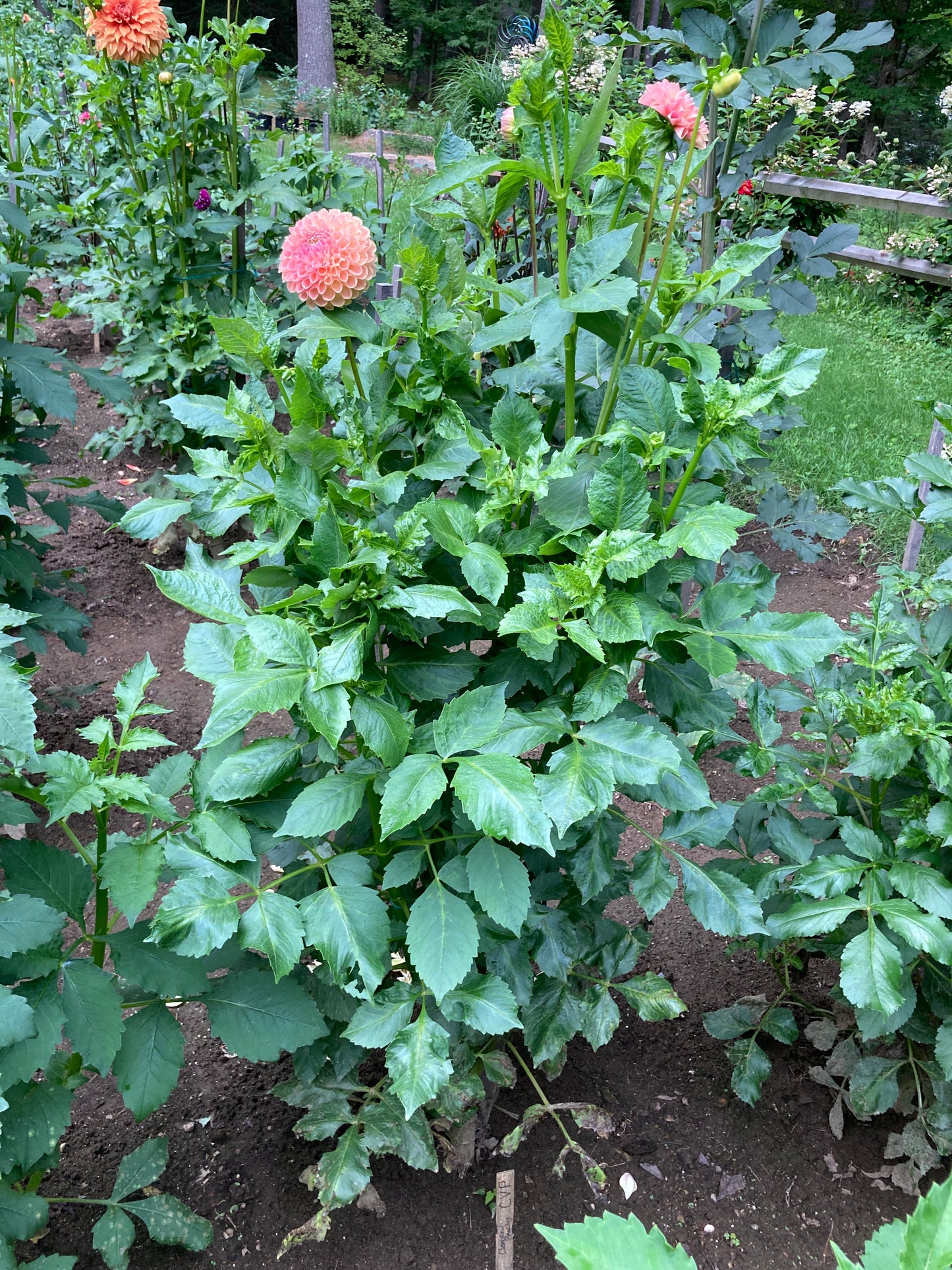 Clearview Peachy - CVP