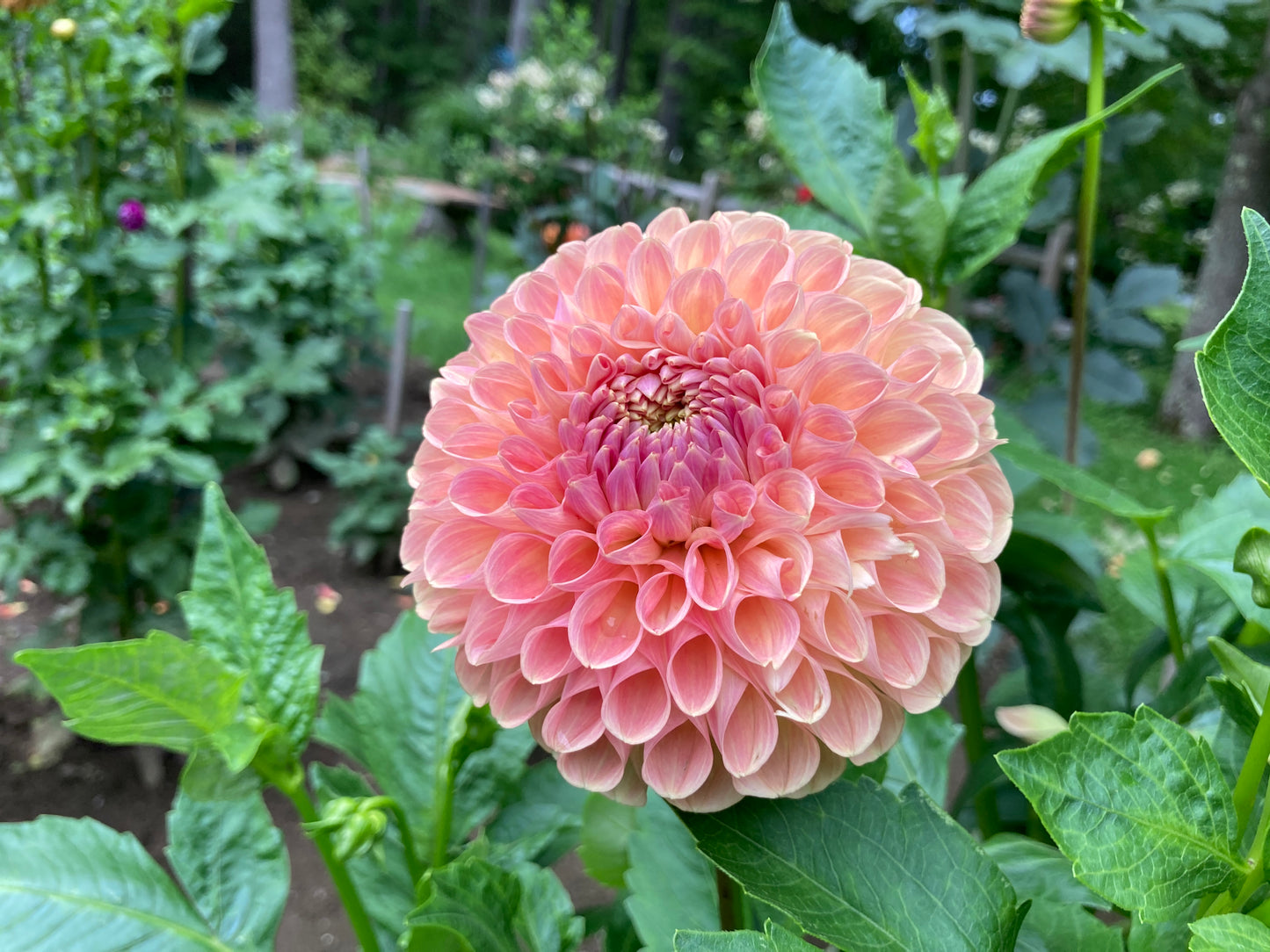 Clearview Peachy - CVP