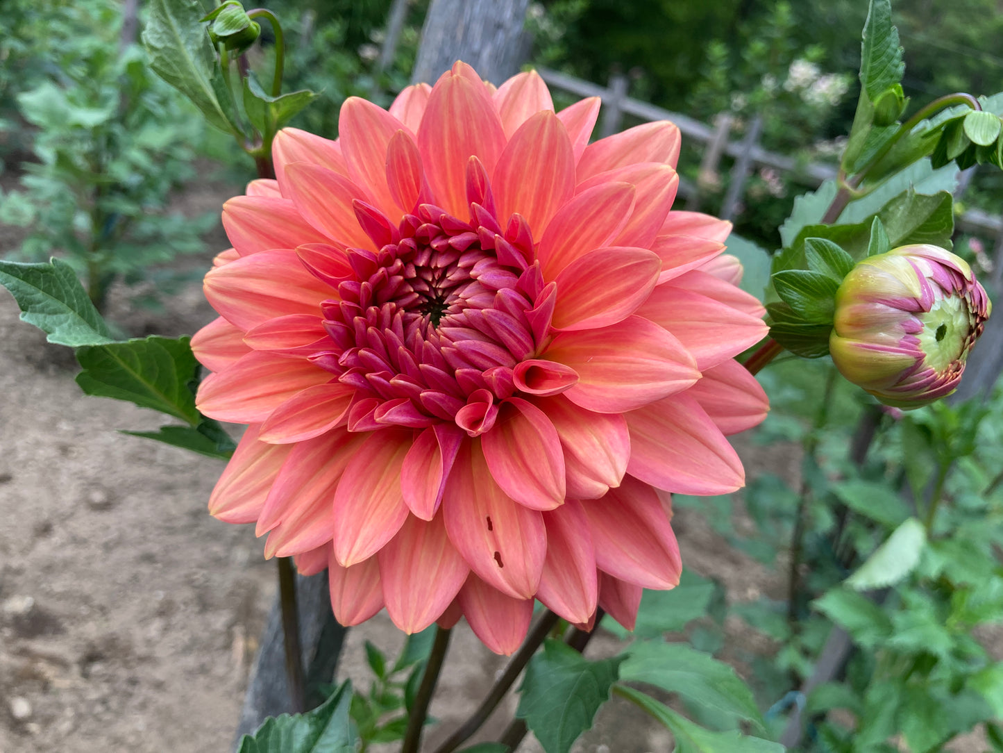 Connecticut Coral - CNC