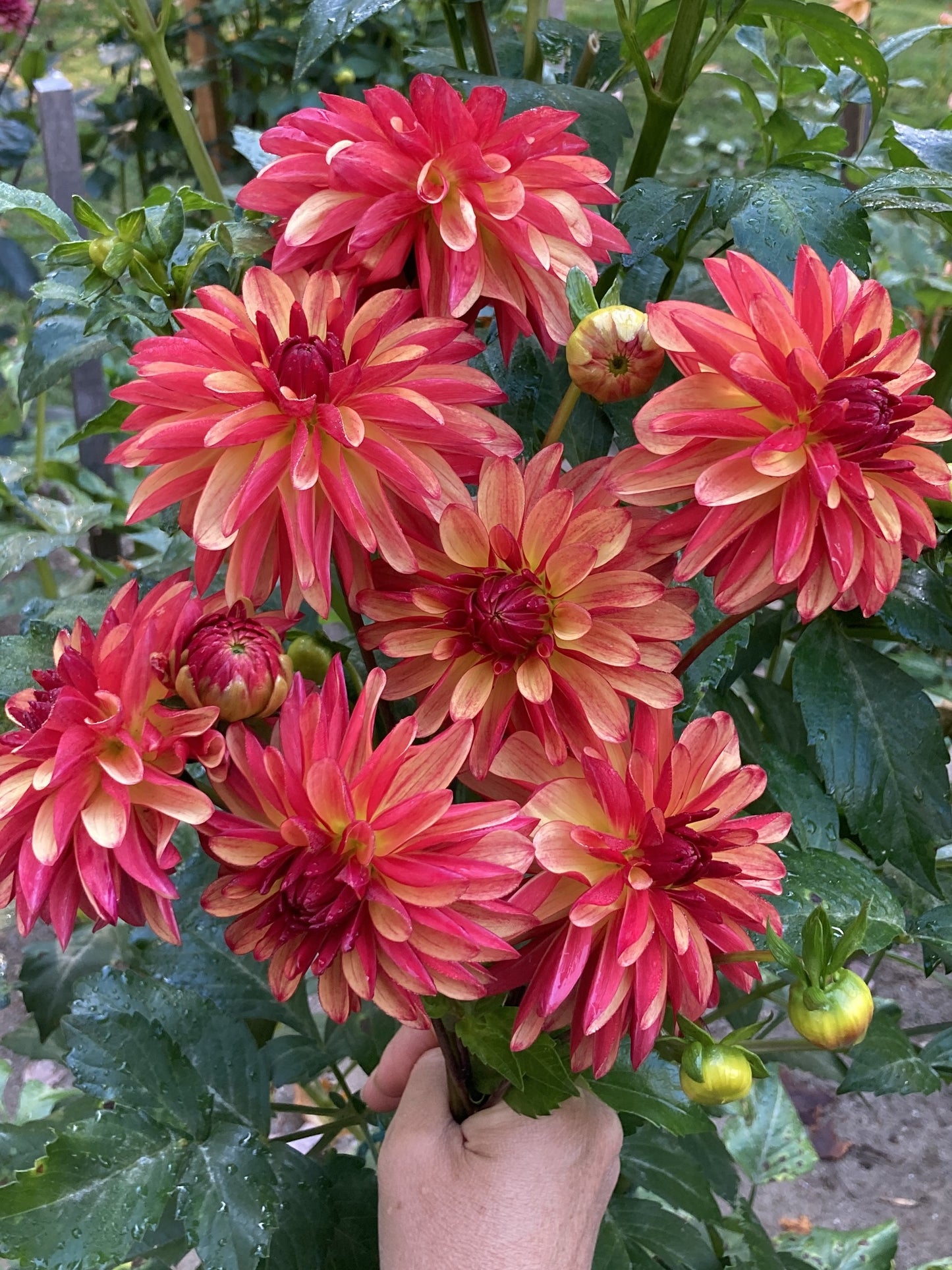 Crazy Legs dahlia tuber - CL