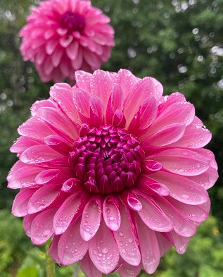 Dahlia Cult's DC Rochelle Rochelle - DCRR