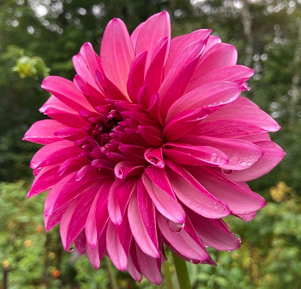 Dahlia Cult's DC Rochelle Rochelle - DCRR