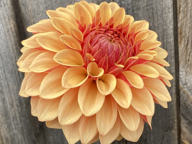 Dahlia Cult's DC Solstice Sunrise - DCSS - one per customer please
