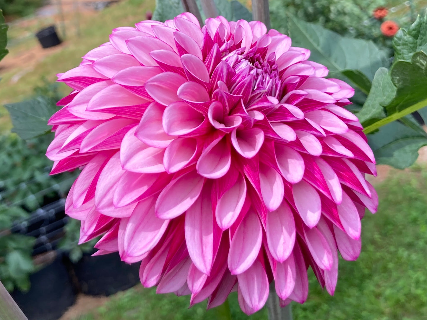Dahlia Cult's DC Rochelle Rochelle - DCRR