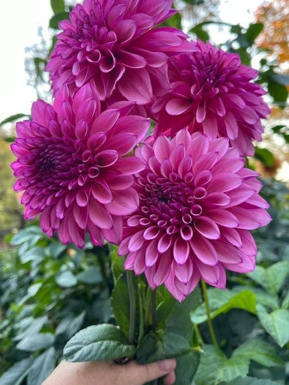 Dahlia Cult's DC Rochelle Rochelle - DCRR