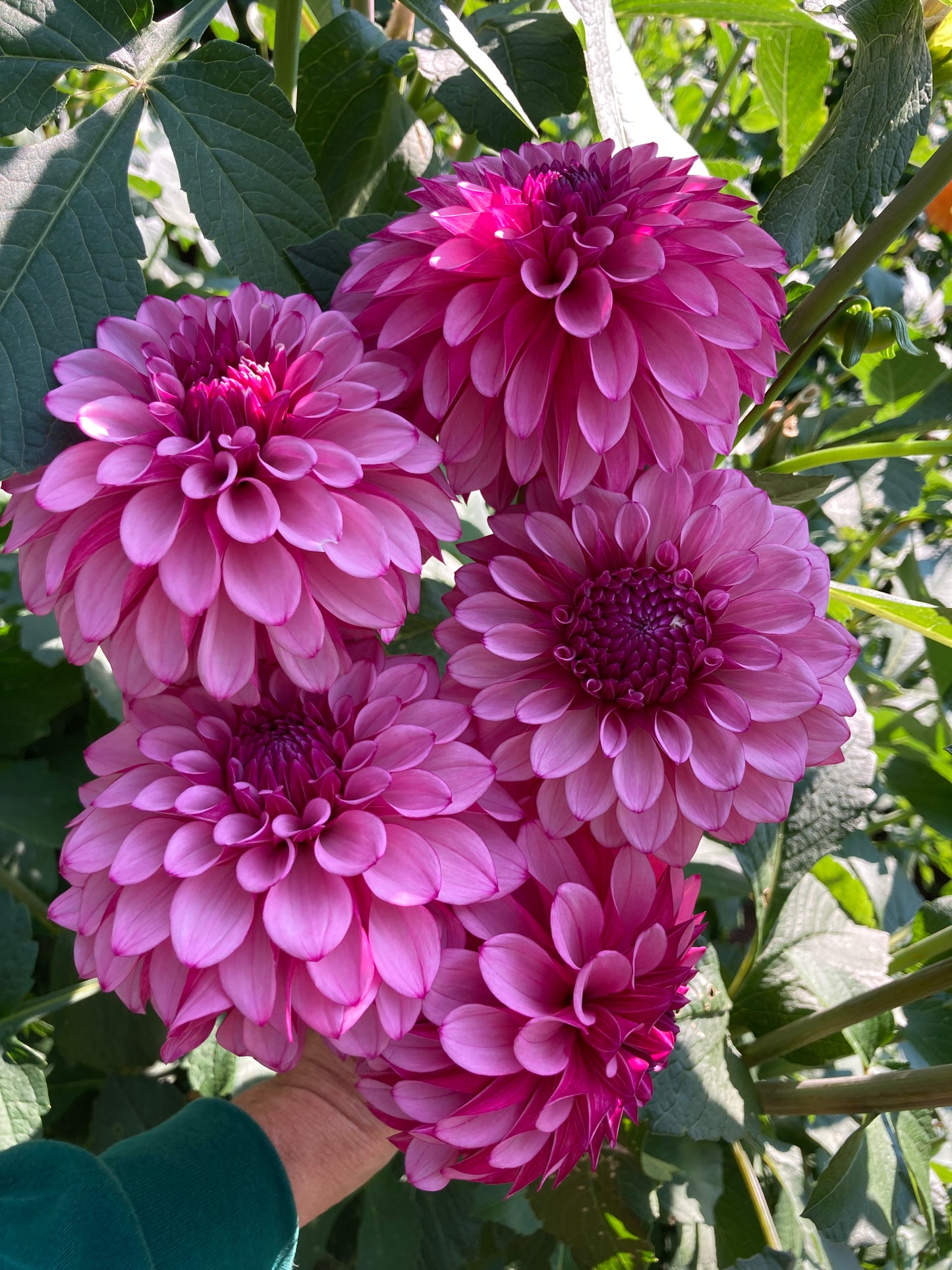 Dahlia Cult's DC Rochelle Rochelle - DCRR