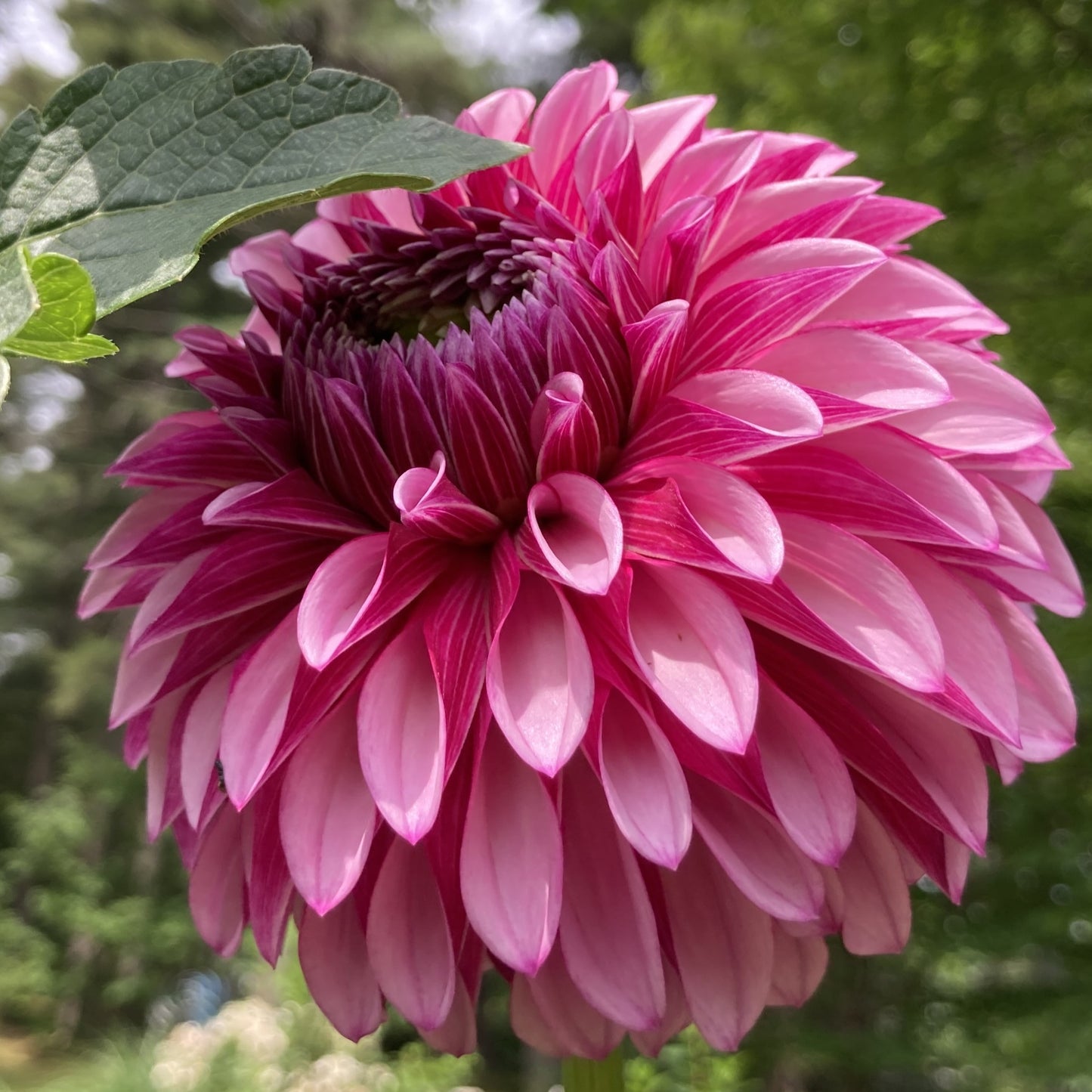 Dahlia Cult's DC Rochelle Rochelle - DCRR