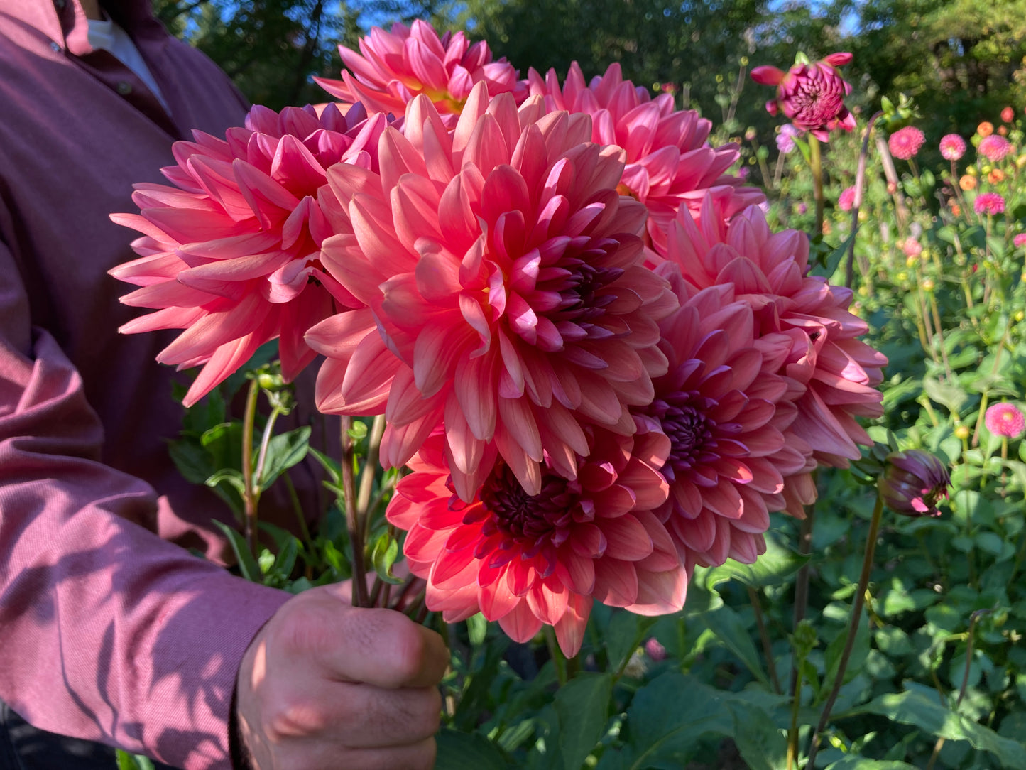 Dutch Pearl - DTCHP