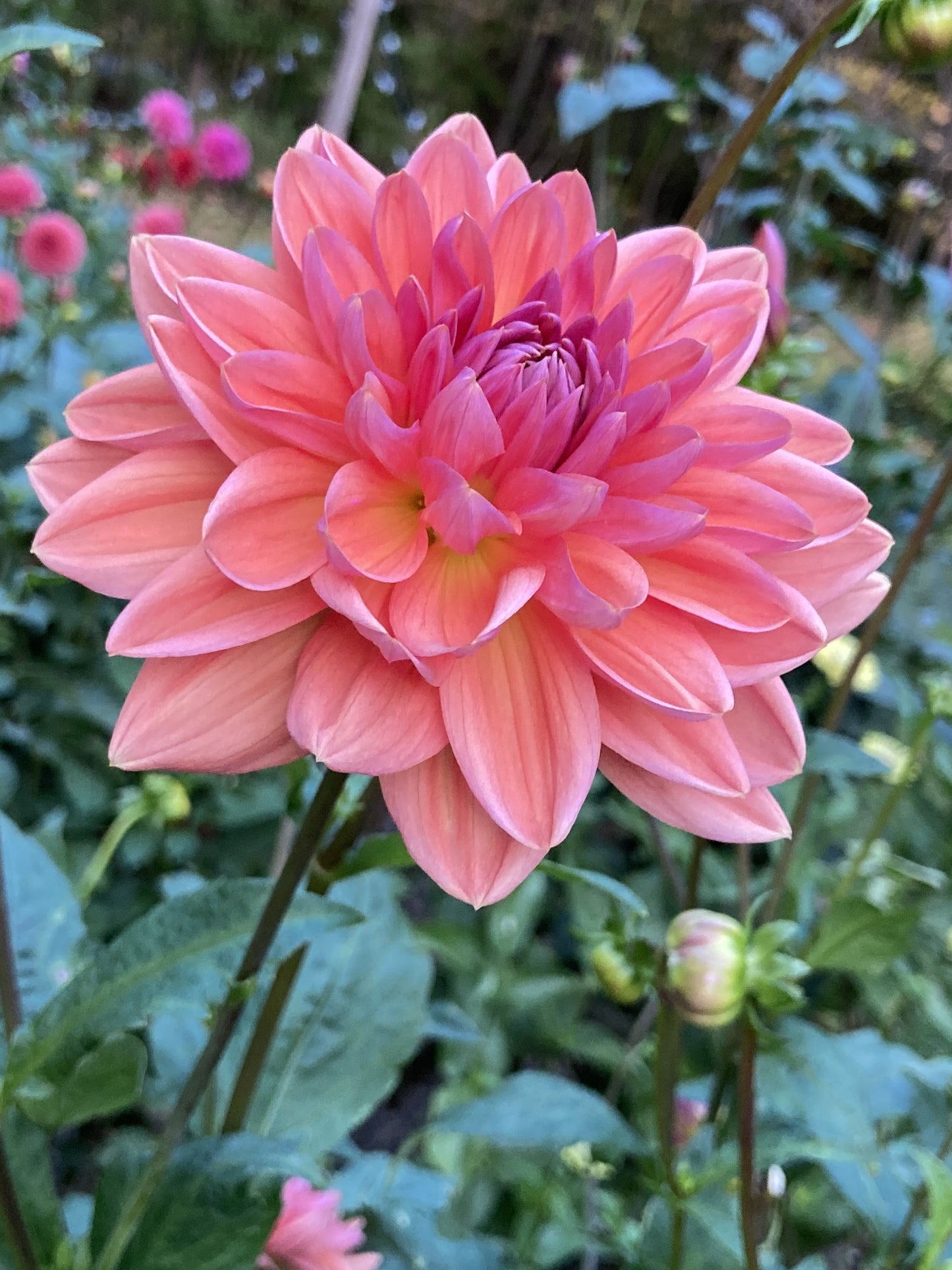 Dutch Pearl - DTCHP