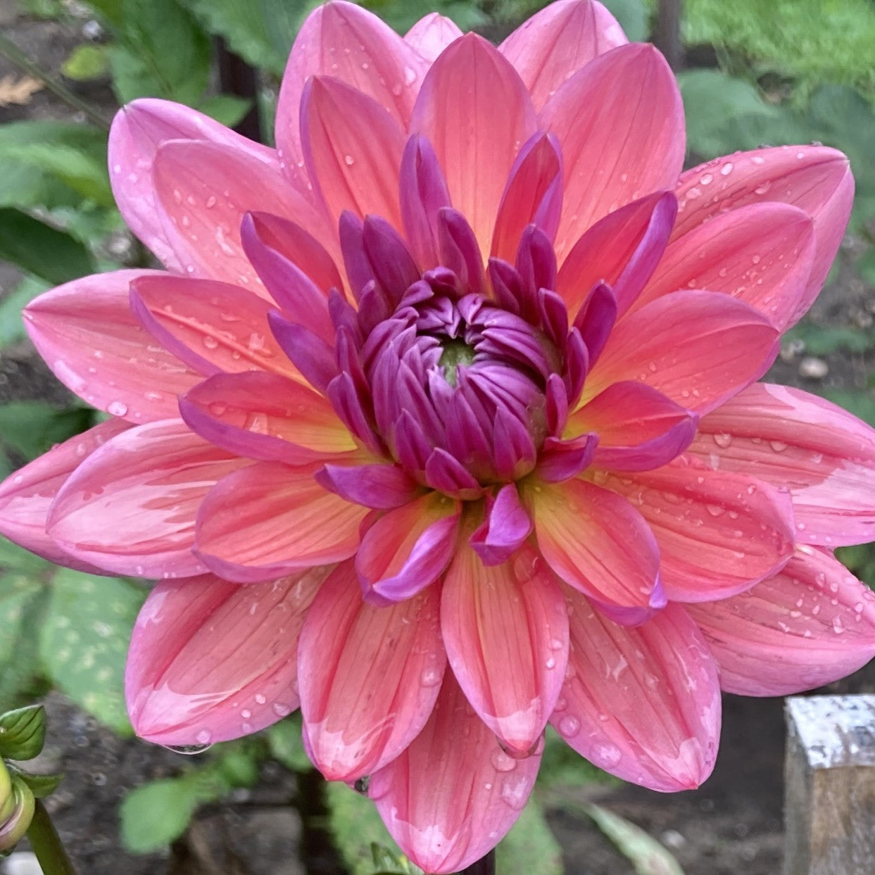 Dutch Pearl - DTCHP