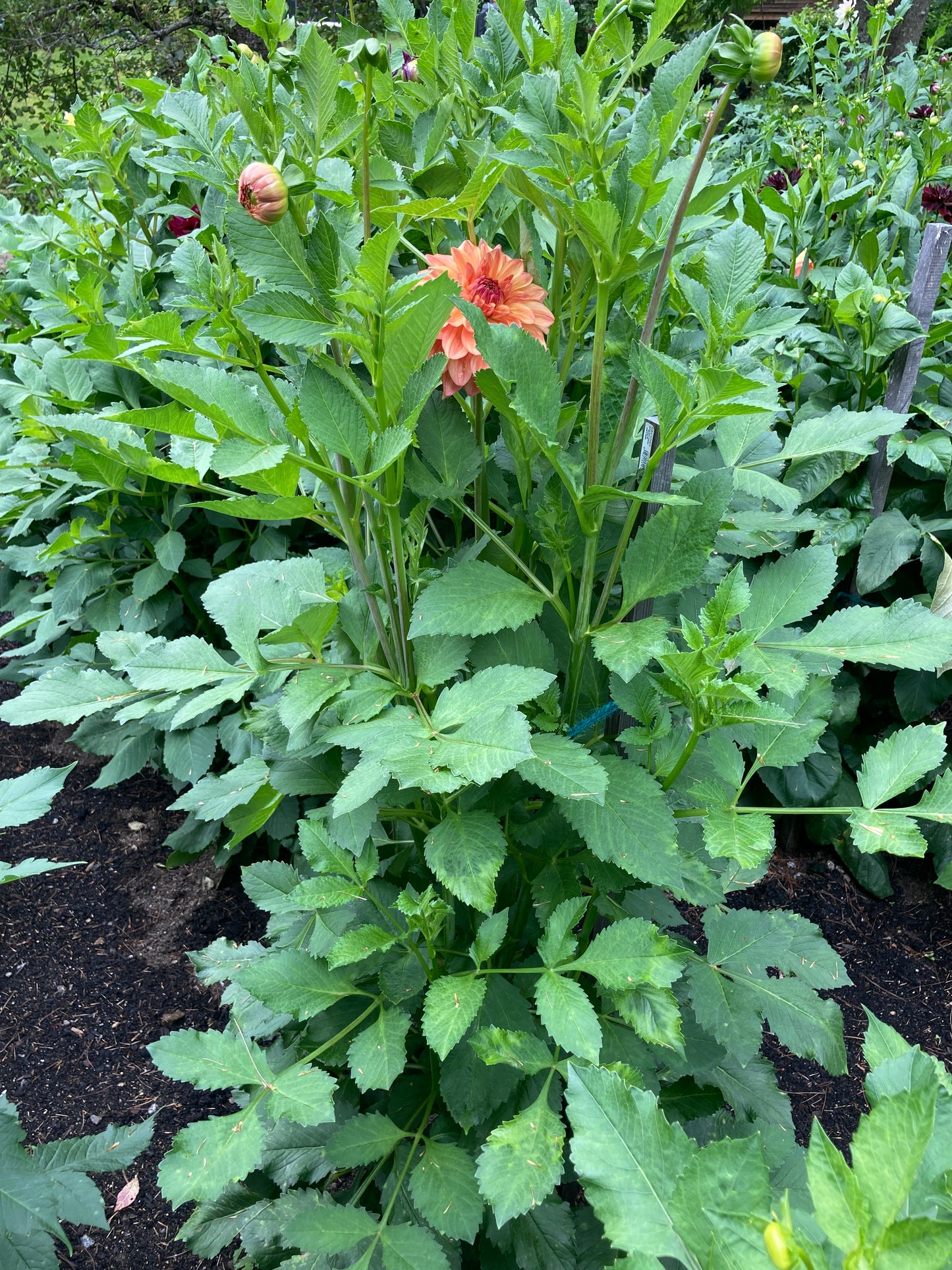 Ferncliff Copper - FCP