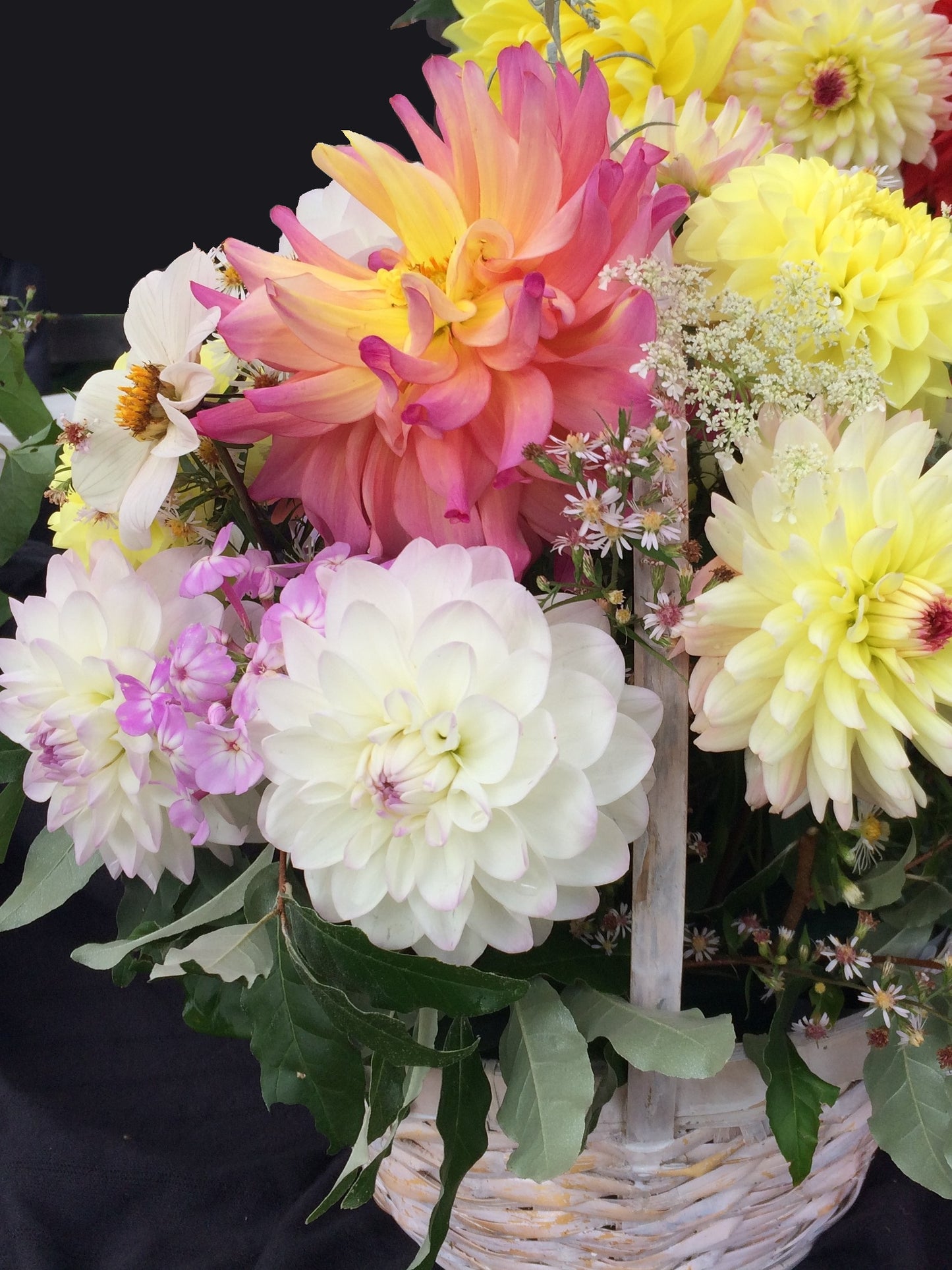5 dahlia cut flower bouquet - vendor's choice color - unless specified
