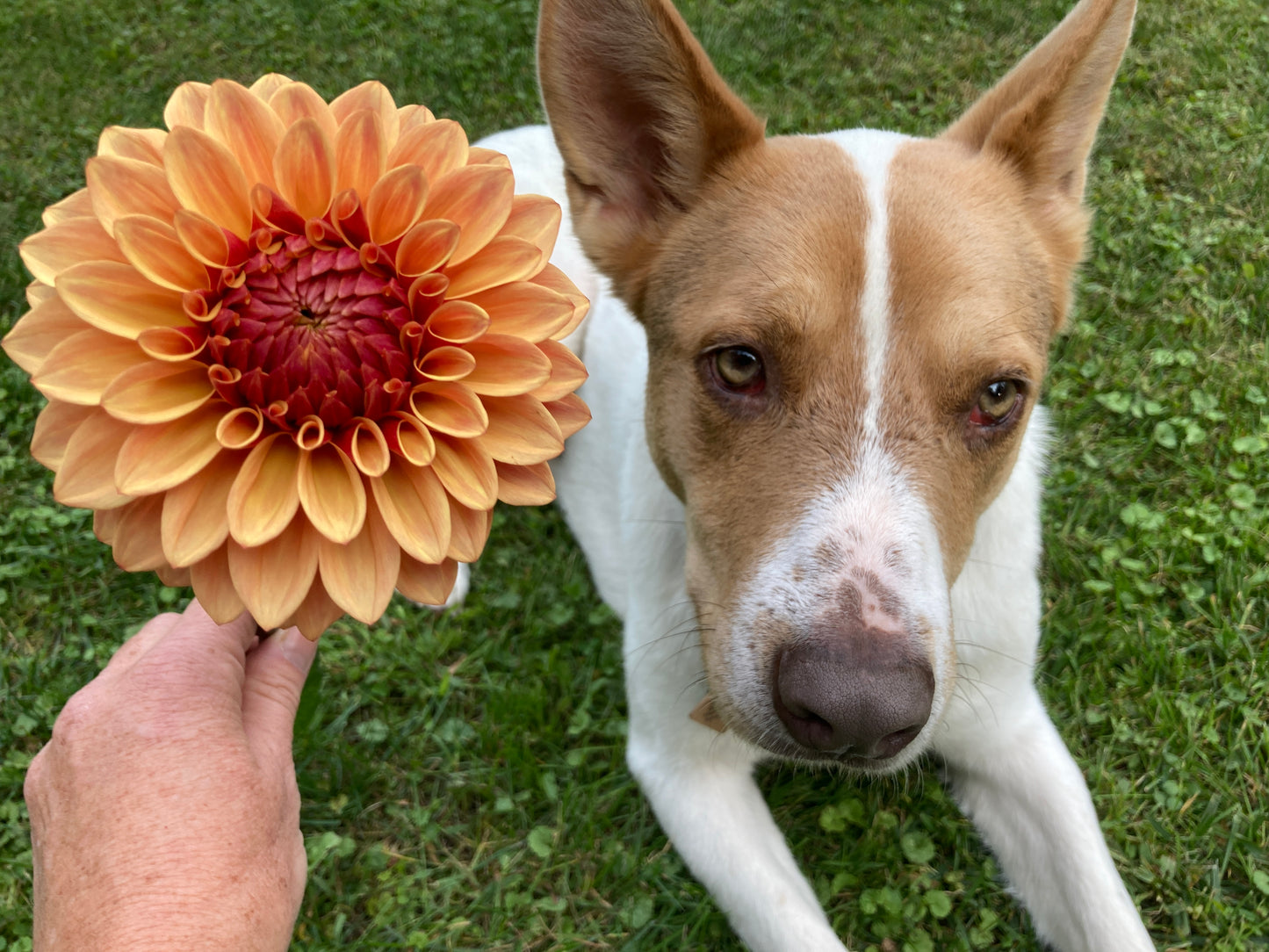 Dahlia Cult's DC Solstice Sunrise - DCSS - one per customer please