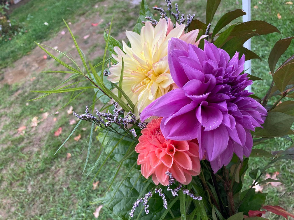 3 dahlia cut flower bouquet - vendor's choice color - unless specified