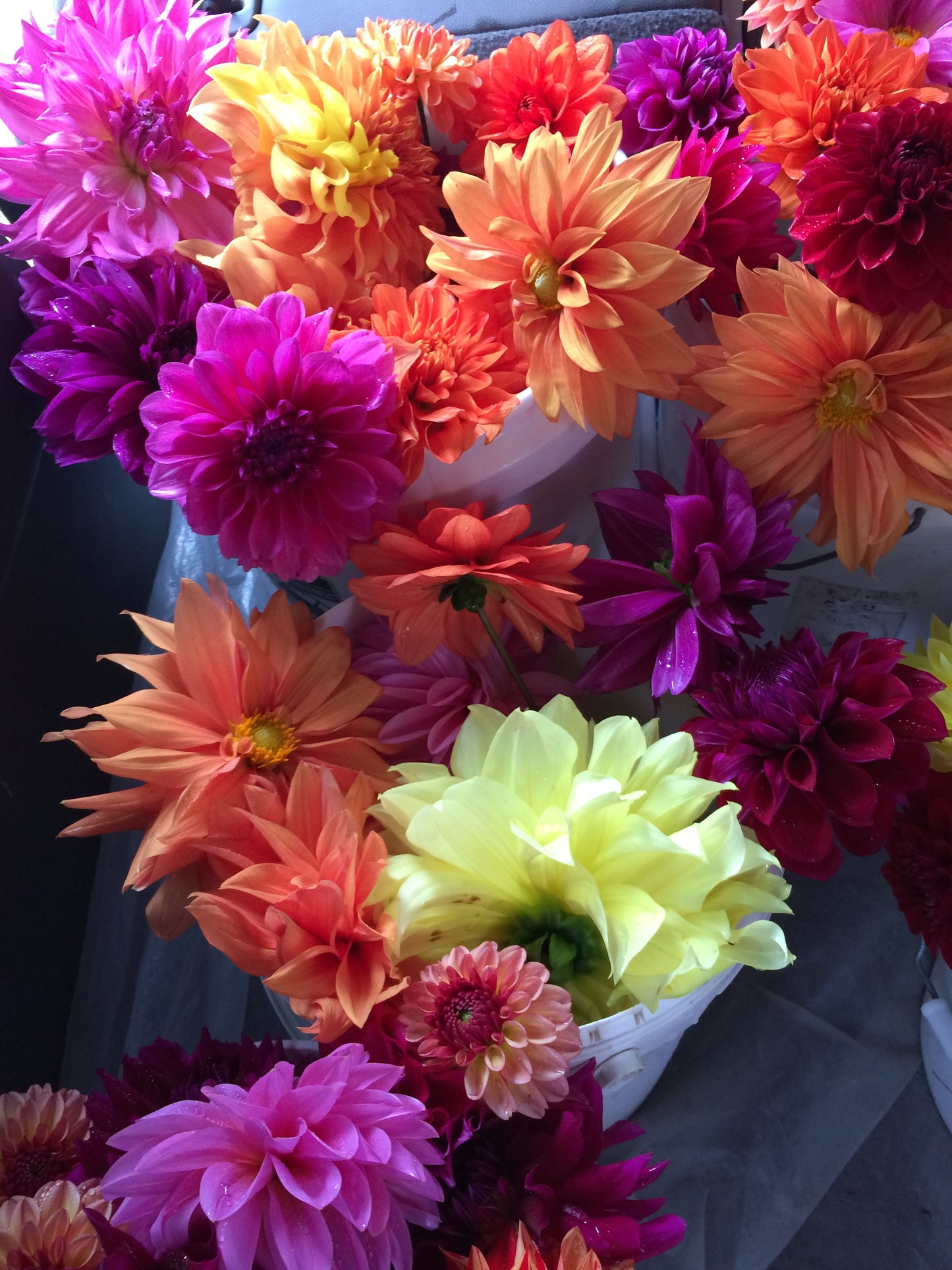 4 Farmer's choice dahlias