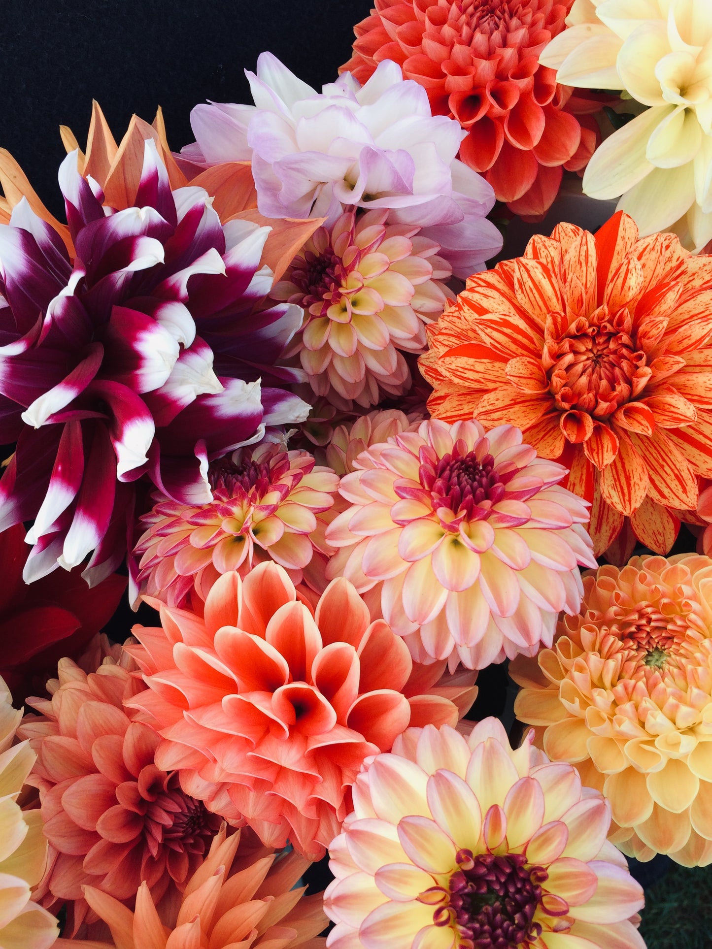 4 Farmer's choice dahlias