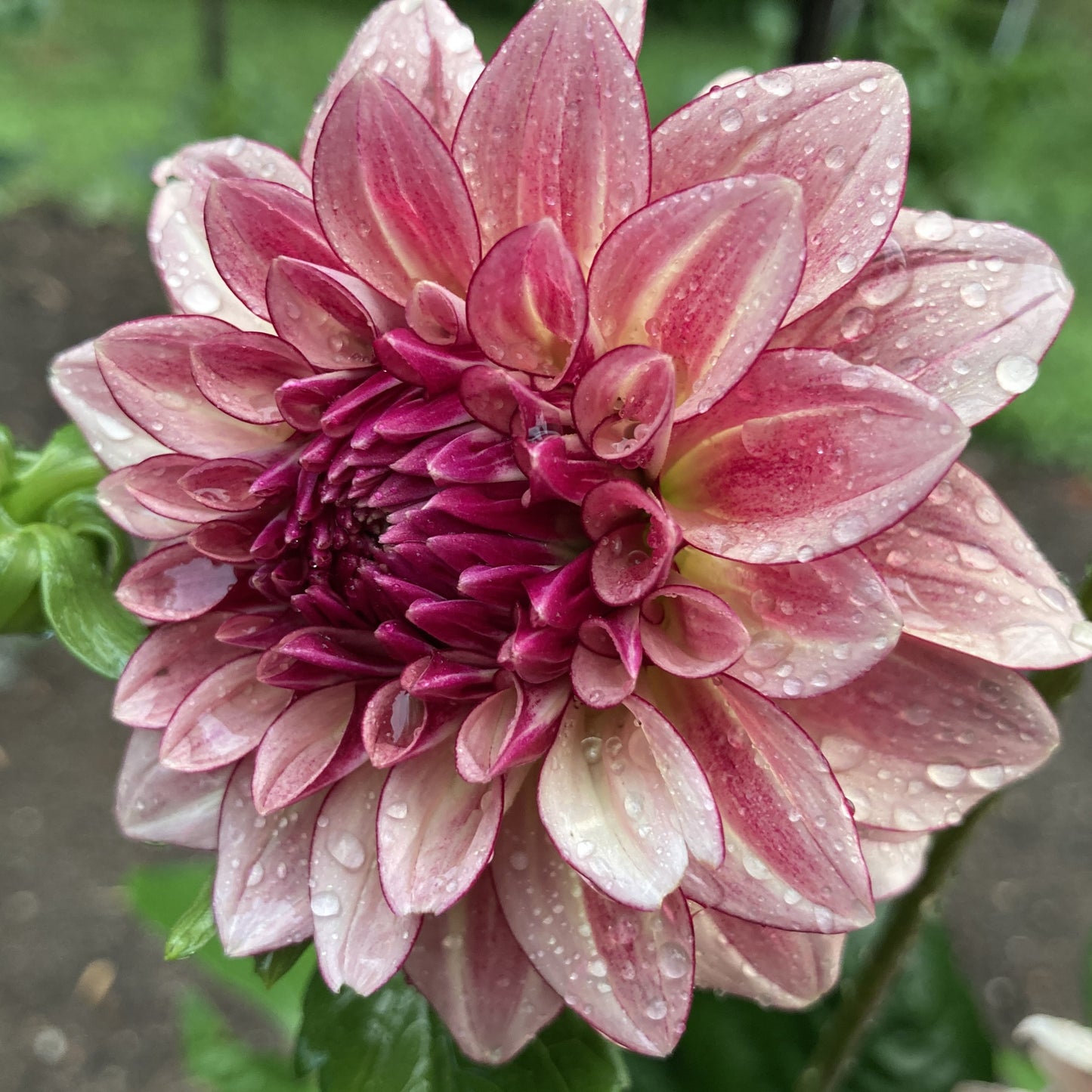 KA's Mocha Katie - KAMK