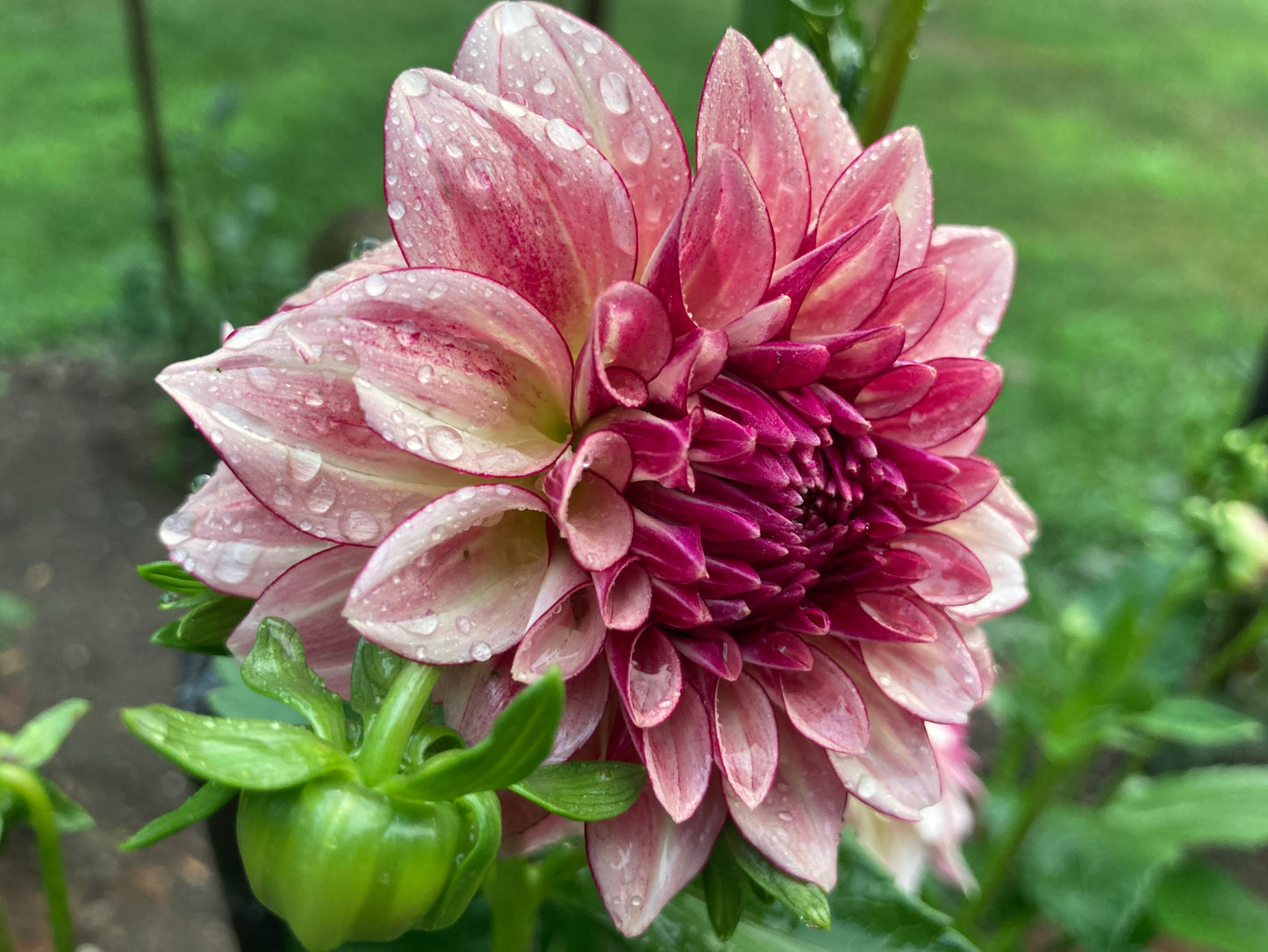 KA's Mocha Katie - KAMK