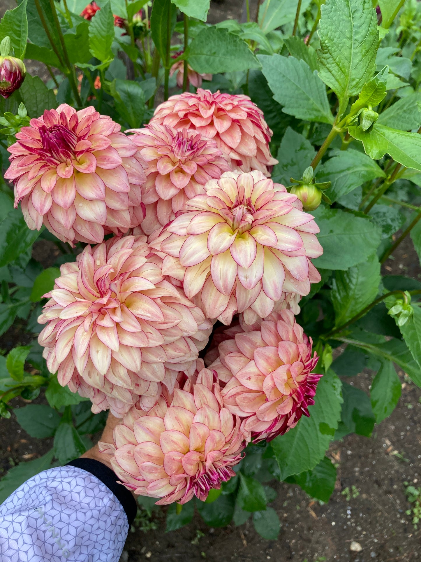 KA's Mocha Katie - KAMK