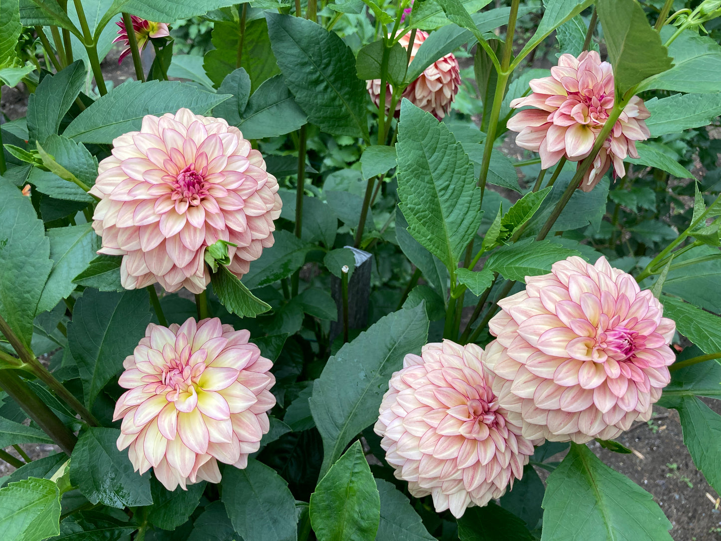 KA's Mocha Katie - KAMK