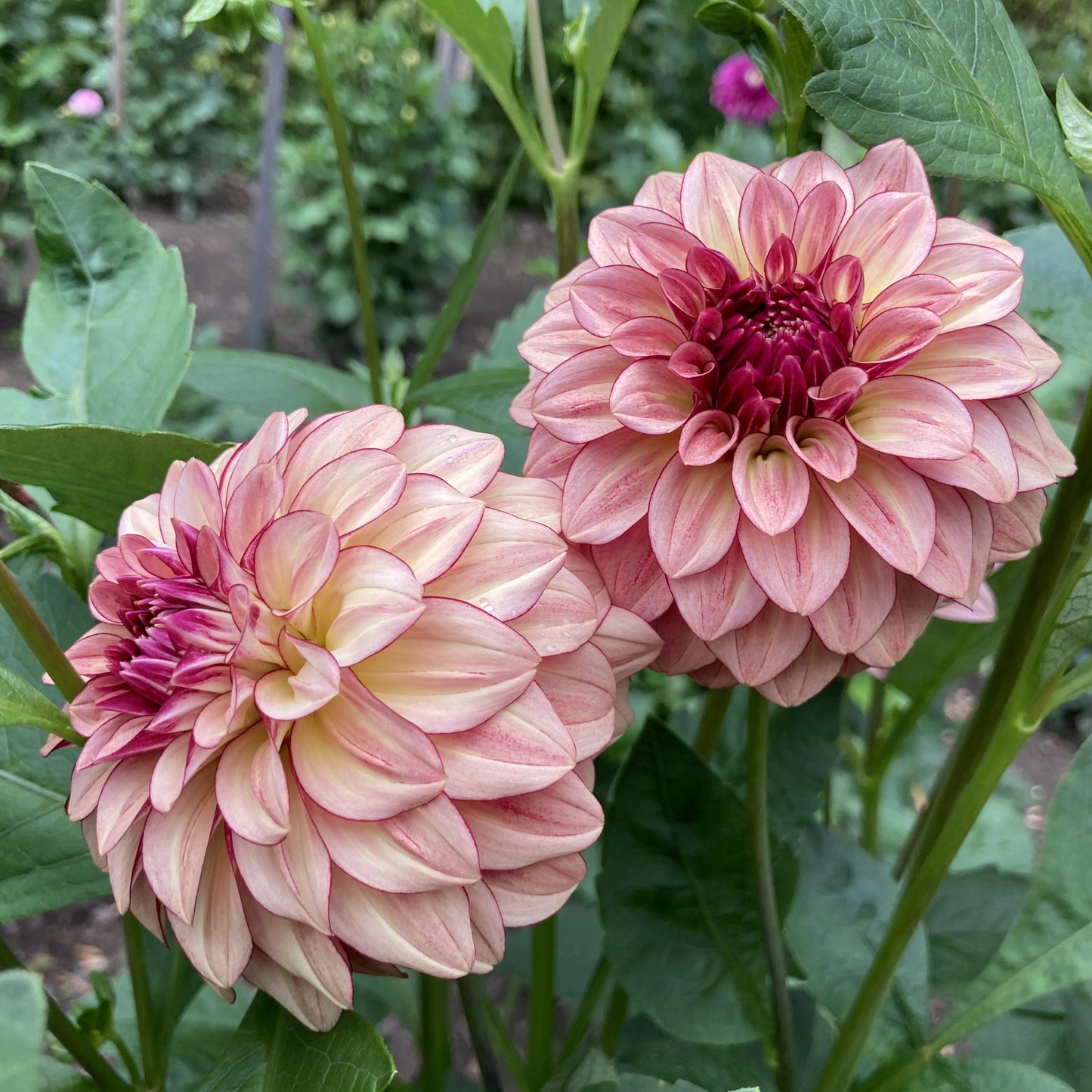 KA's Mocha Katie - KAMK