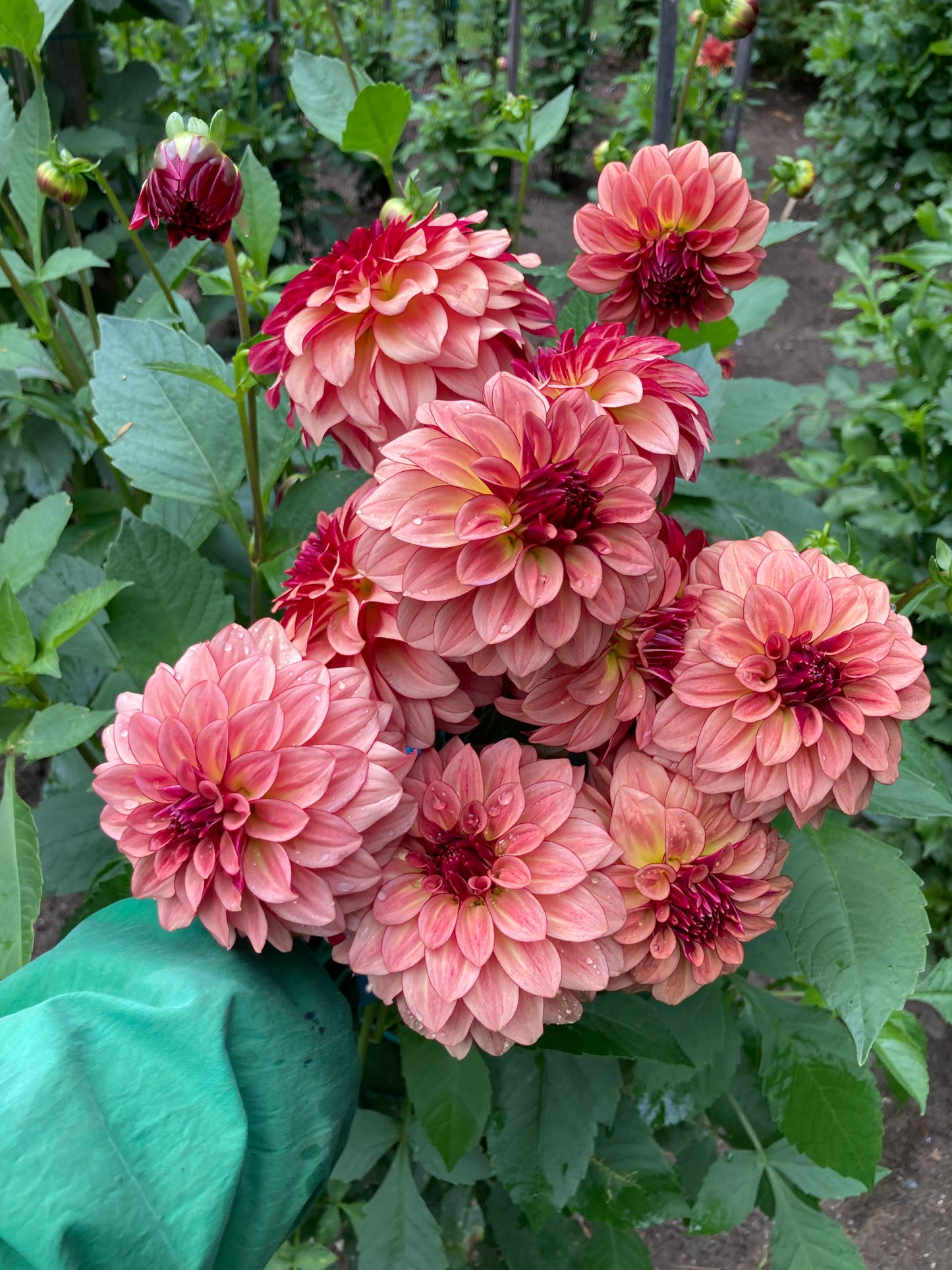 KA's Mocha Katie - KAMK