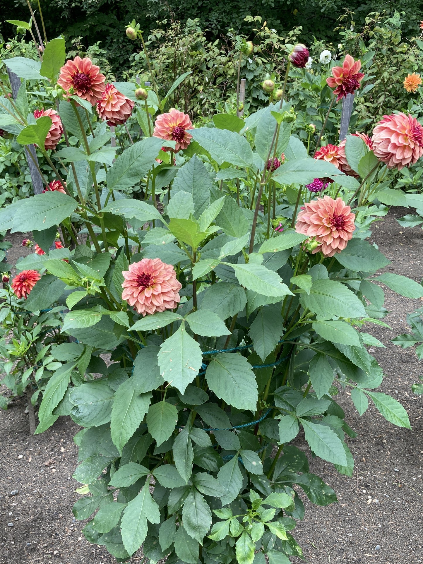 KA's Mocha Katie - KAMK