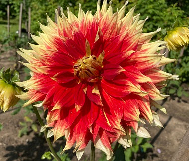 Ketchup&Mustard - not, Not Ketchup&Mustard - K&M