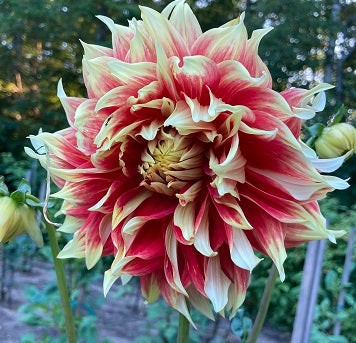 Ketchup&Mustard - not, Not Ketchup&Mustard - K&M