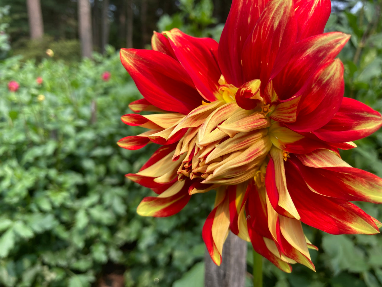 Ketchup&Mustard - not, Not Ketchup&Mustard - K&M